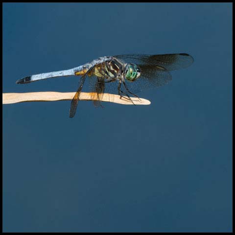 Blue Dasher Dragonfly