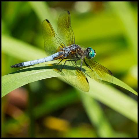 Blue Dasher Dragonfly