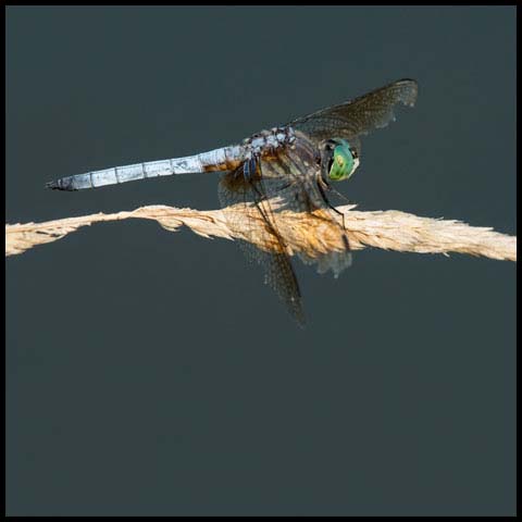 Blue Dasher Dragonfly