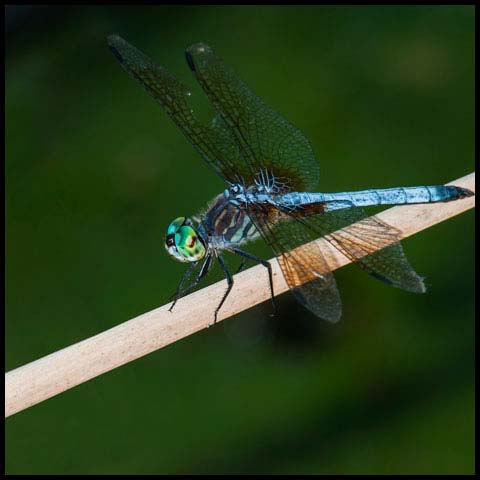 Blue Dasher Dragonfly