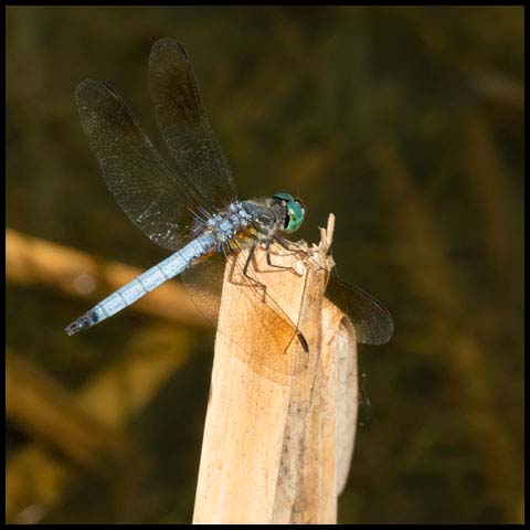 Blue Dasher Dragonfly