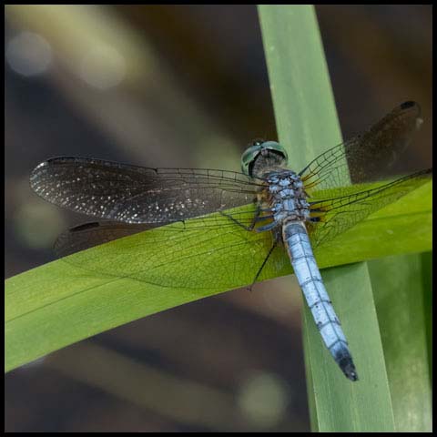 Blue Dasher Dragonfly