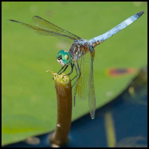 Blue Dasher Dragonfly