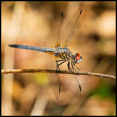 Blue Dasher Dragonfly