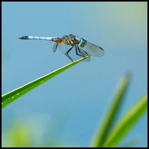 Blue Dasher Dragonfly