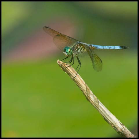 Blue Dasher Dragonfly