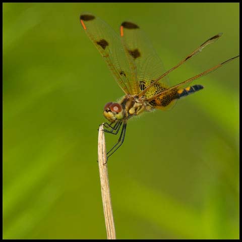 Calico Pennant