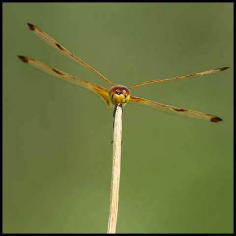 Calico Pennant