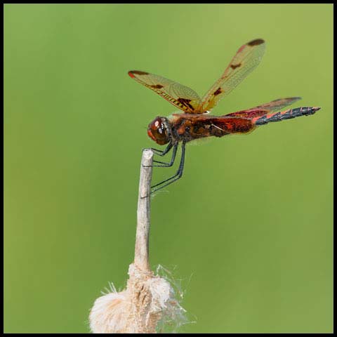 Calico Pennant