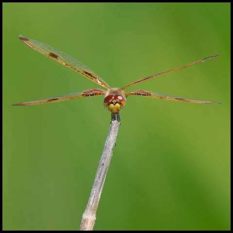 Calico Pennant