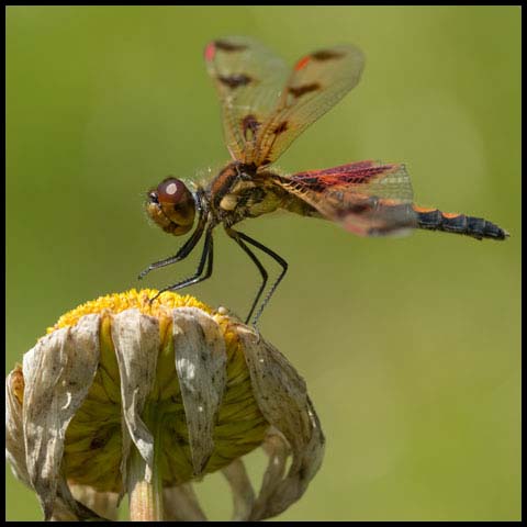 Calico Pennant