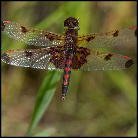 Calico Pennant