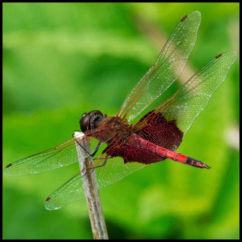 Carolina Saddlebags