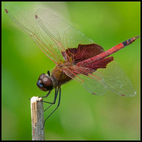 Carolina Saddlebags