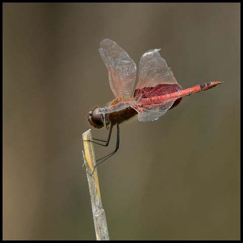 Carolina Saddlebags