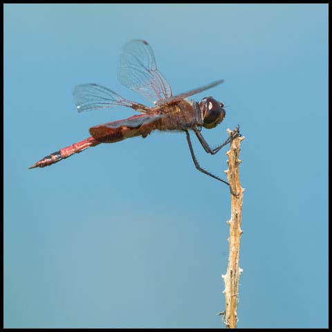 Carolina Saddlebags