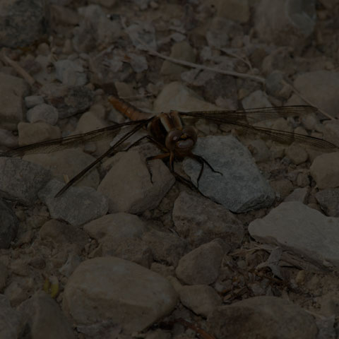 Chalk-fronted Corporal