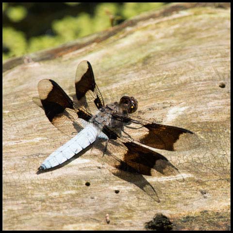 Common Whiteface Corporal