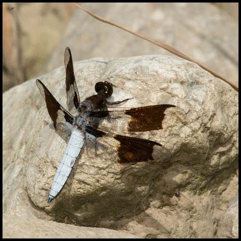 Common Whiteface Corporal