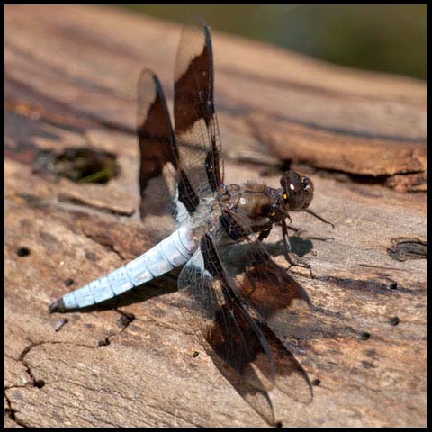 Common Whiteface Corporal