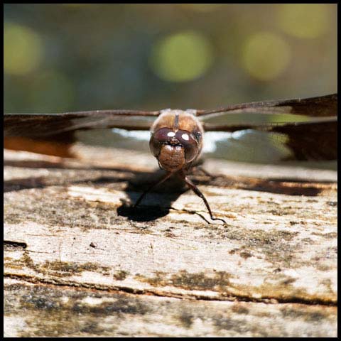 Common Whiteface Corporal