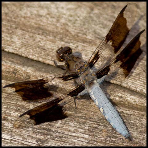 Common Whiteface Corporal