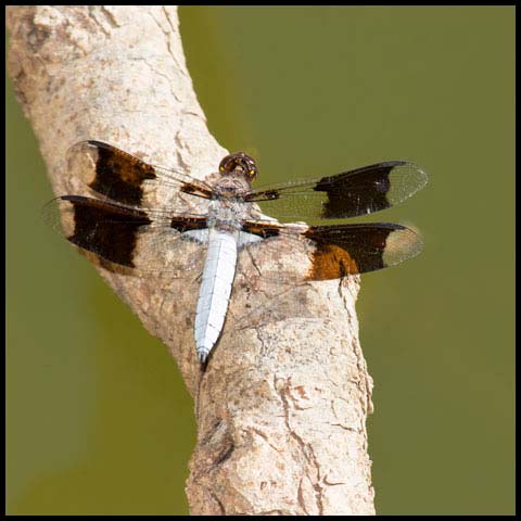 Common Whiteface Corporal