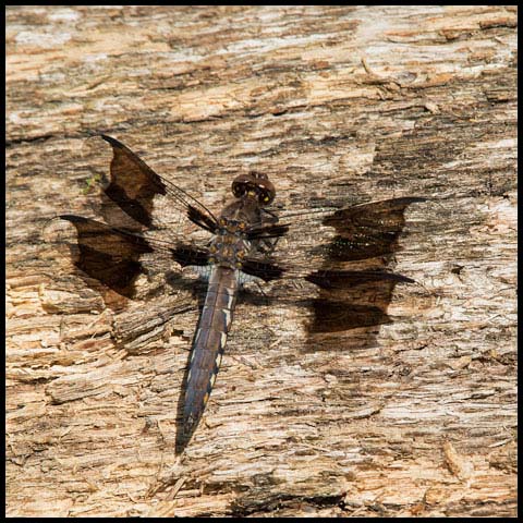 Common Whiteface Corporal