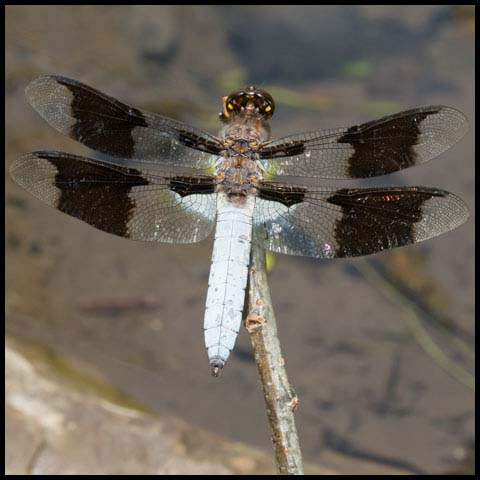 Common Whiteface Corporal