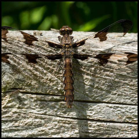 Common Whiteface Corporal