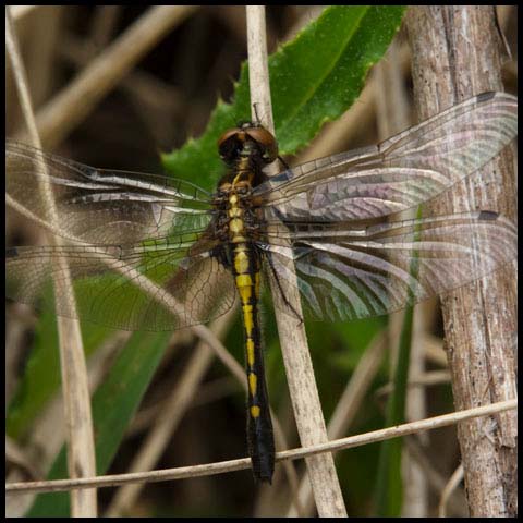 Dot-tailed Whiteface