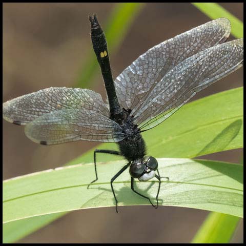 Dot-tailed Whiteface