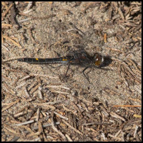 Dot-tailed Whiteface