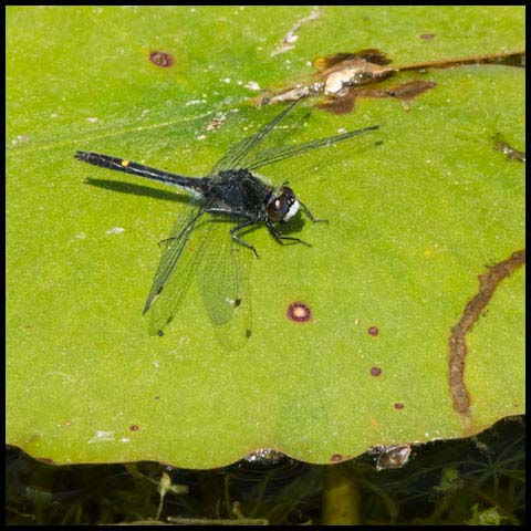 Dot-tailed Whiteface