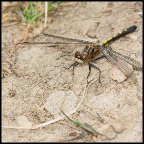 Dot-tailed Whiteface