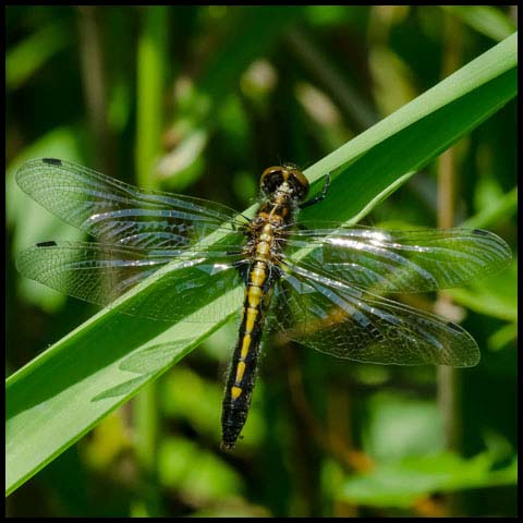 Dot-tailed Whiteface