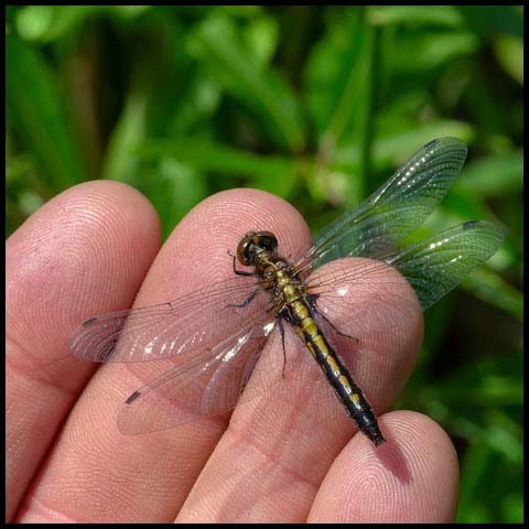 Dot-tailed Whiteface