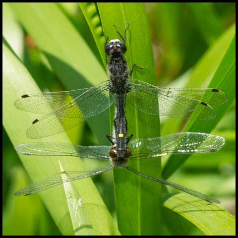 Dot-tailed Whiteface