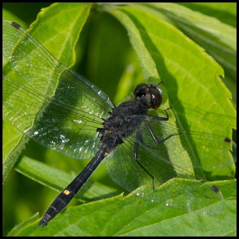 Dot-tailed Whiteface