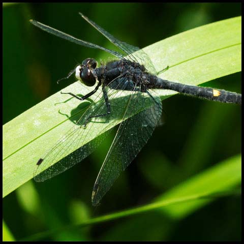 Dot-tailed Whiteface