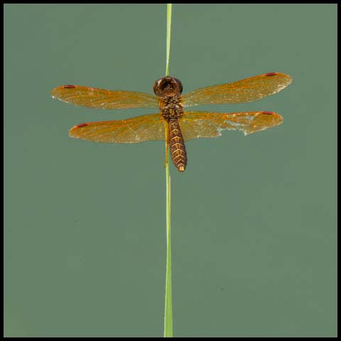 Eastern Amberwing