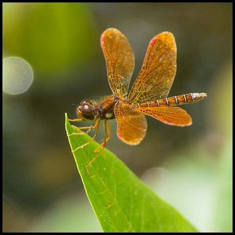 Eastern Amberwing