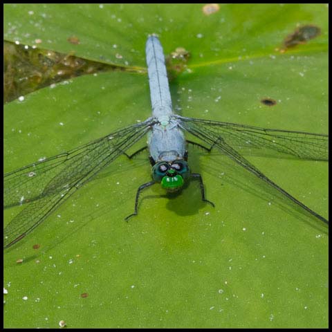 Eastern Pondhawk