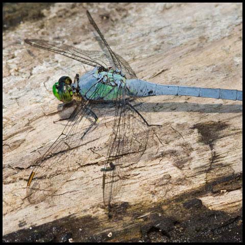 Eastern Pondhawk