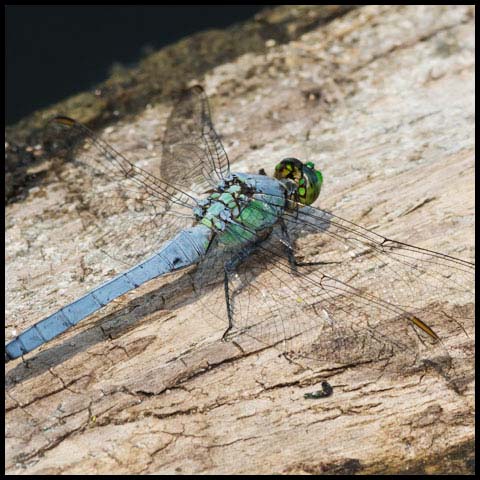 Eastern Pondhawk