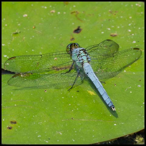 Eastern Pondhawk