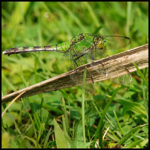 Eastern Pondhawk