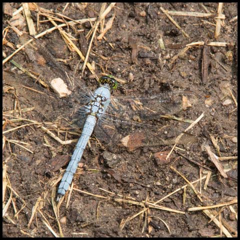 Eastern Pondhawk