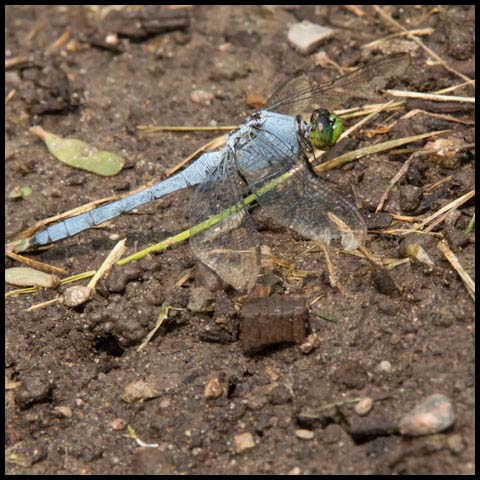 Eastern Pondhawk