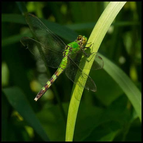 Eastern Pondhawk